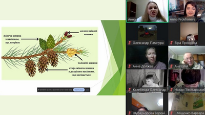 Екосистема хвойних: від таємниць лісового краю до свідомого новорічного вибору